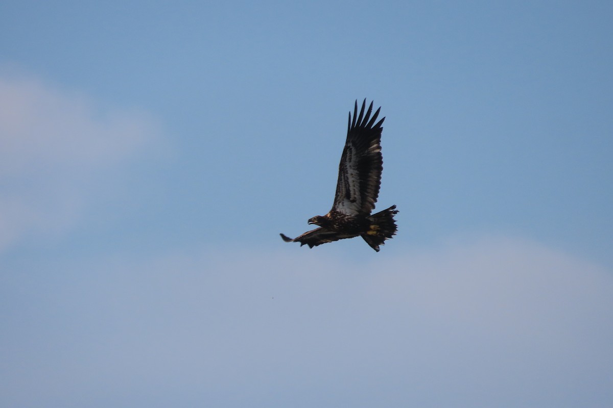 Bald Eagle - ML642303035