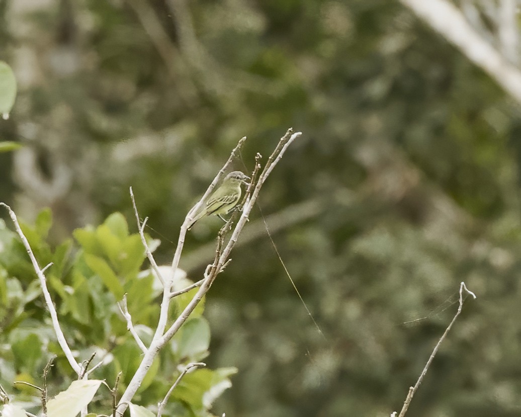 Slender-footed Tyrannulet - ML642303040