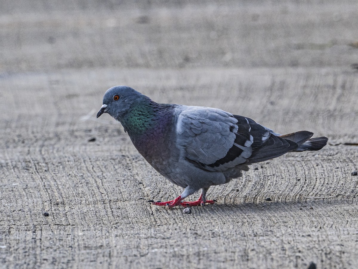 Rock Pigeon (Feral Pigeon) - ML642303041