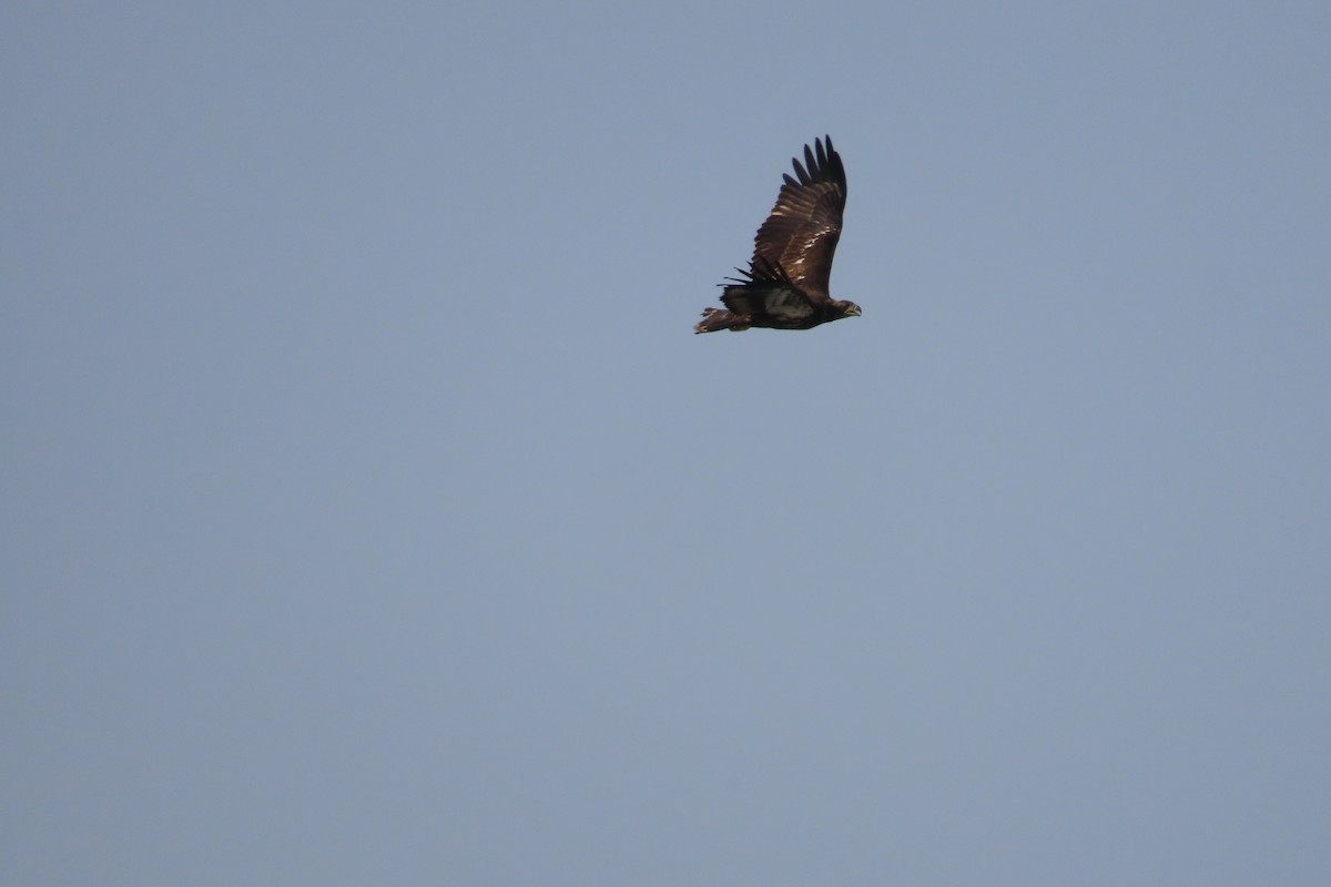 Bald Eagle - ML642303042