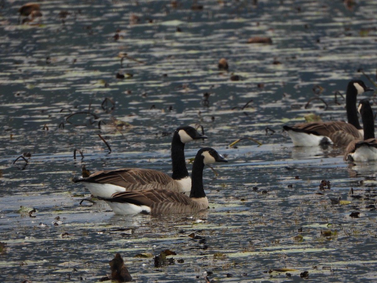 Canada Goose - ML642303043
