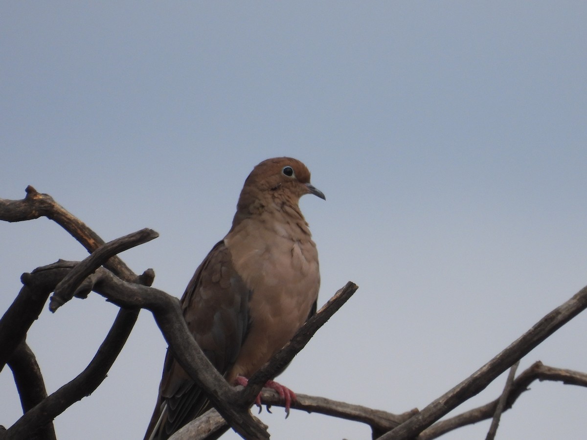 Mourning Dove - ML642303044