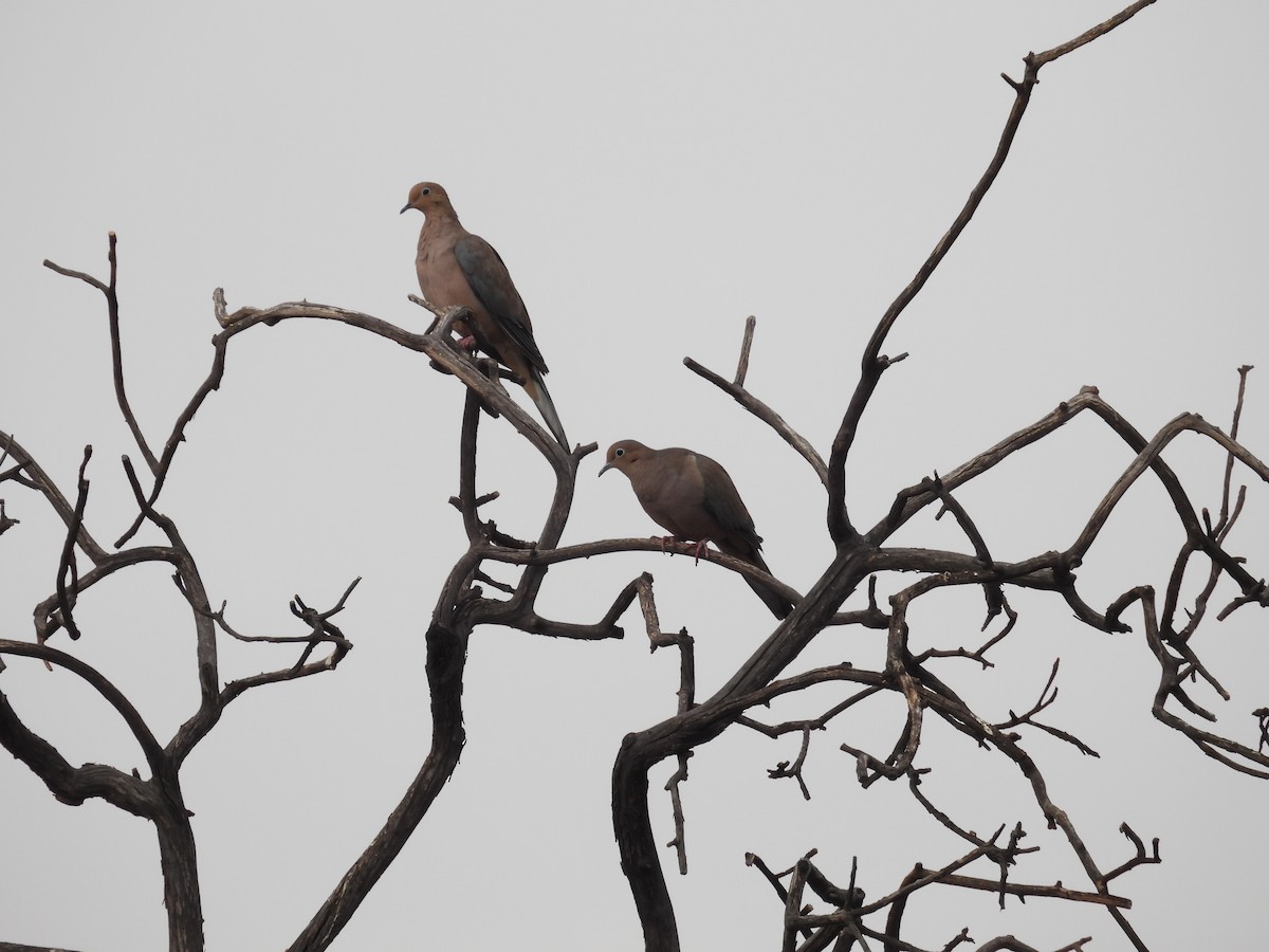 Mourning Dove - ML642303045