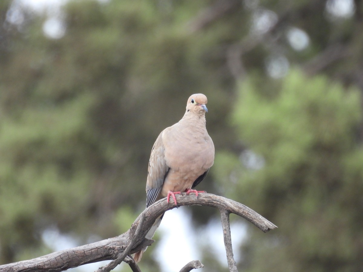 Mourning Dove - ML642303046