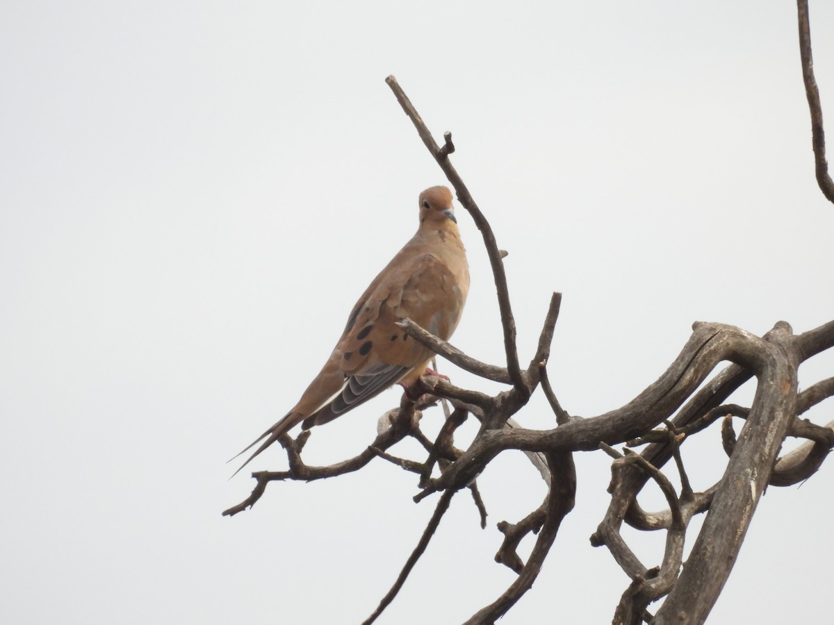Mourning Dove - ML642303047