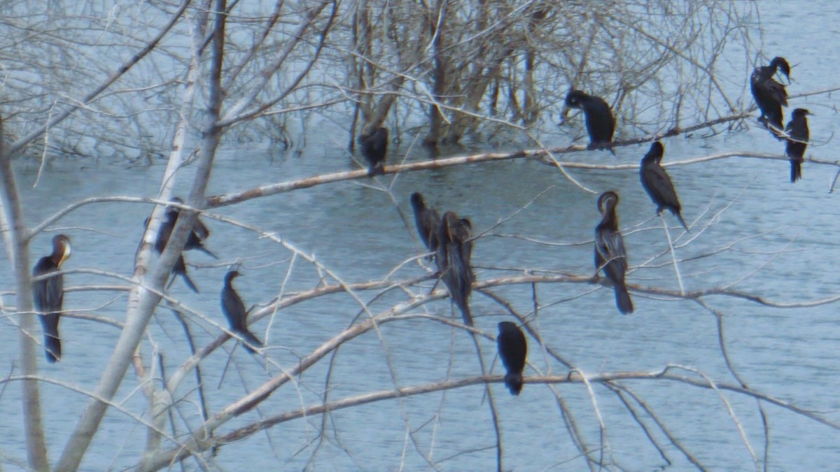 Oriental Darter - ML642303048