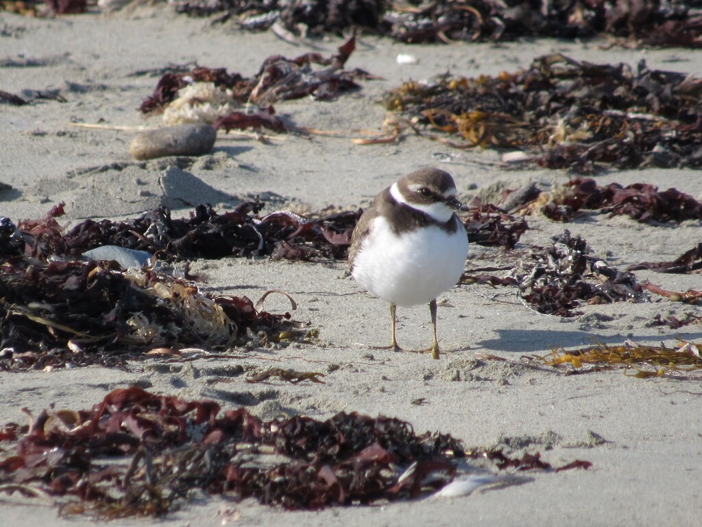 Semipalmated Plover - ML642303050