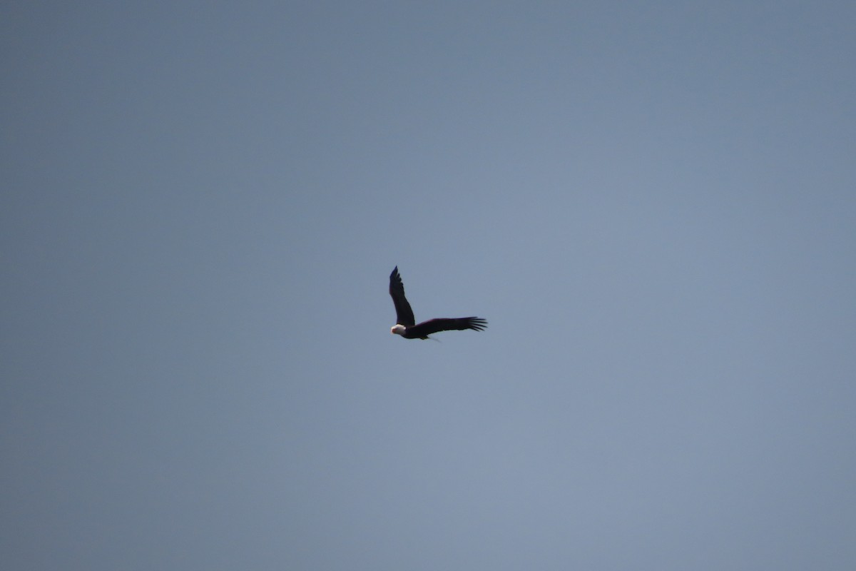 Bald Eagle - ML642303051