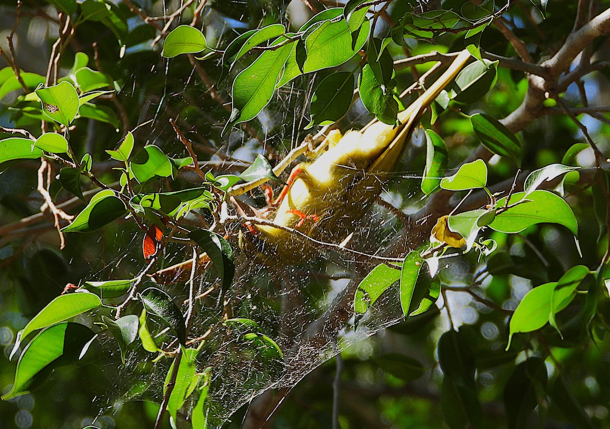 Yellow Honeyeater - ML642303053