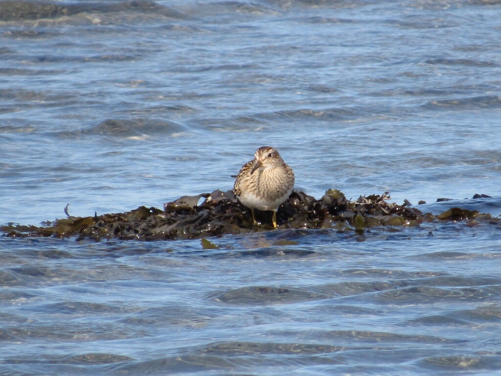 Pectoral Sandpiper - ML642303054