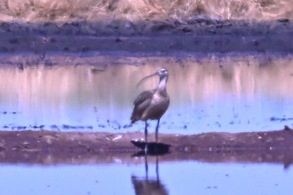 Long-billed Curlew - ML642303058