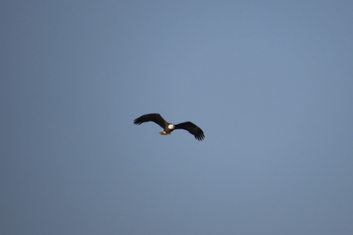 Bald Eagle - ML642303059