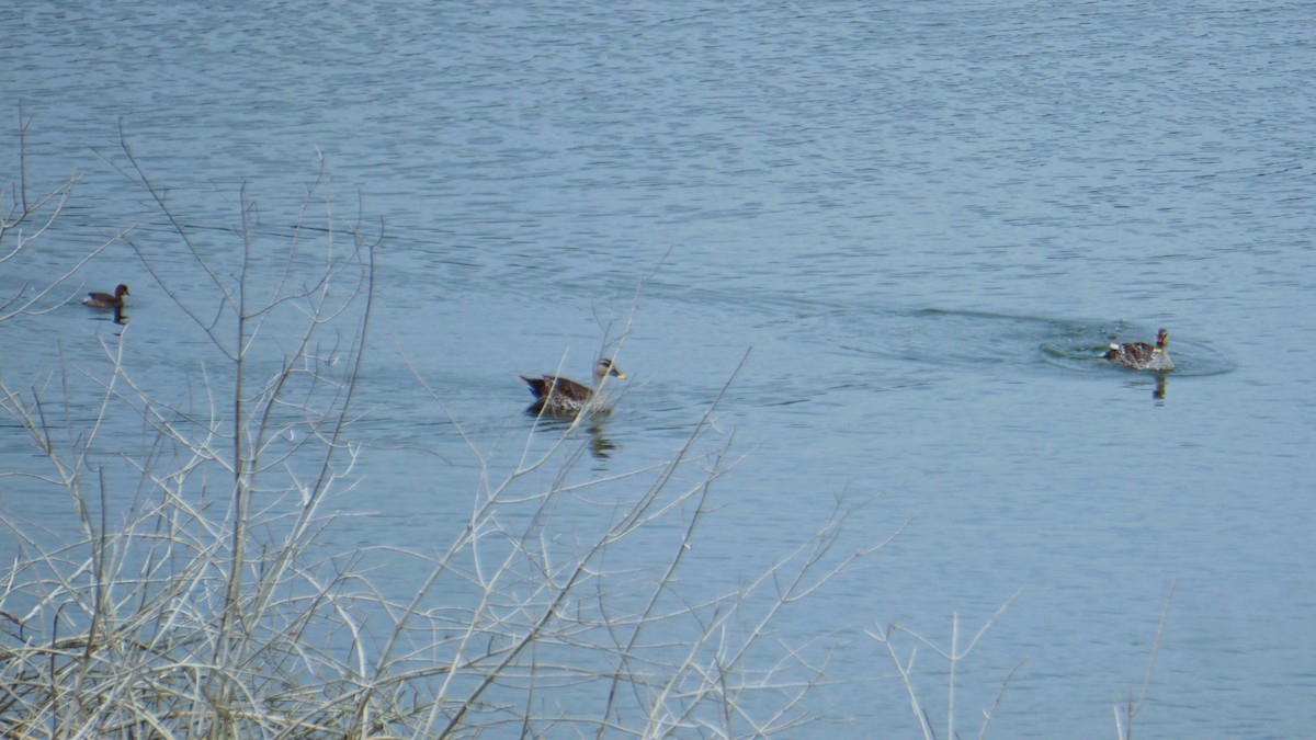 Indian Spot-billed Duck - ML642303060