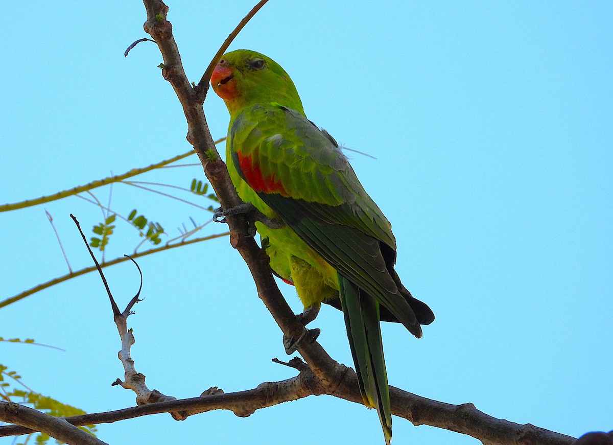 Red-winged Parrot - ML642303065