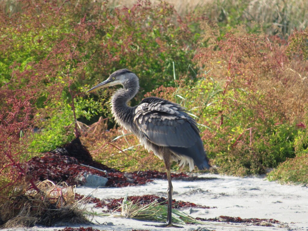 Great Blue Heron - ML642303070