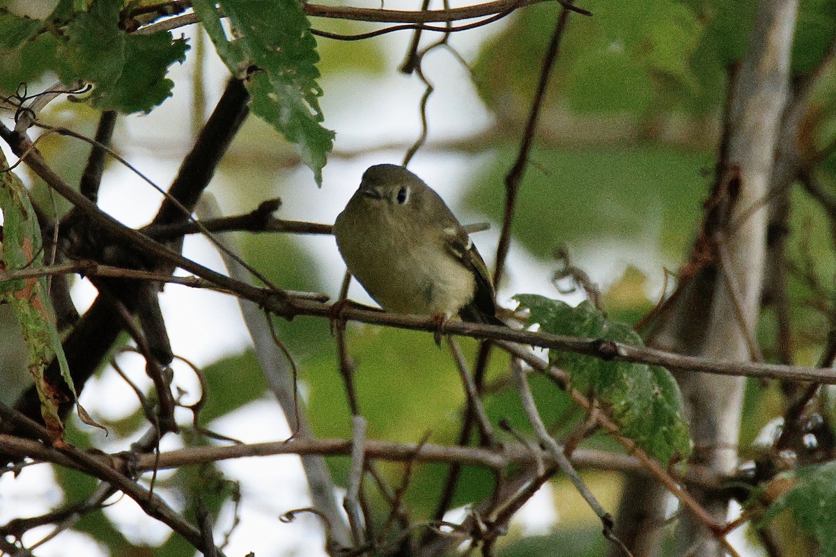 Ruby-crowned Kinglet - ML642303071