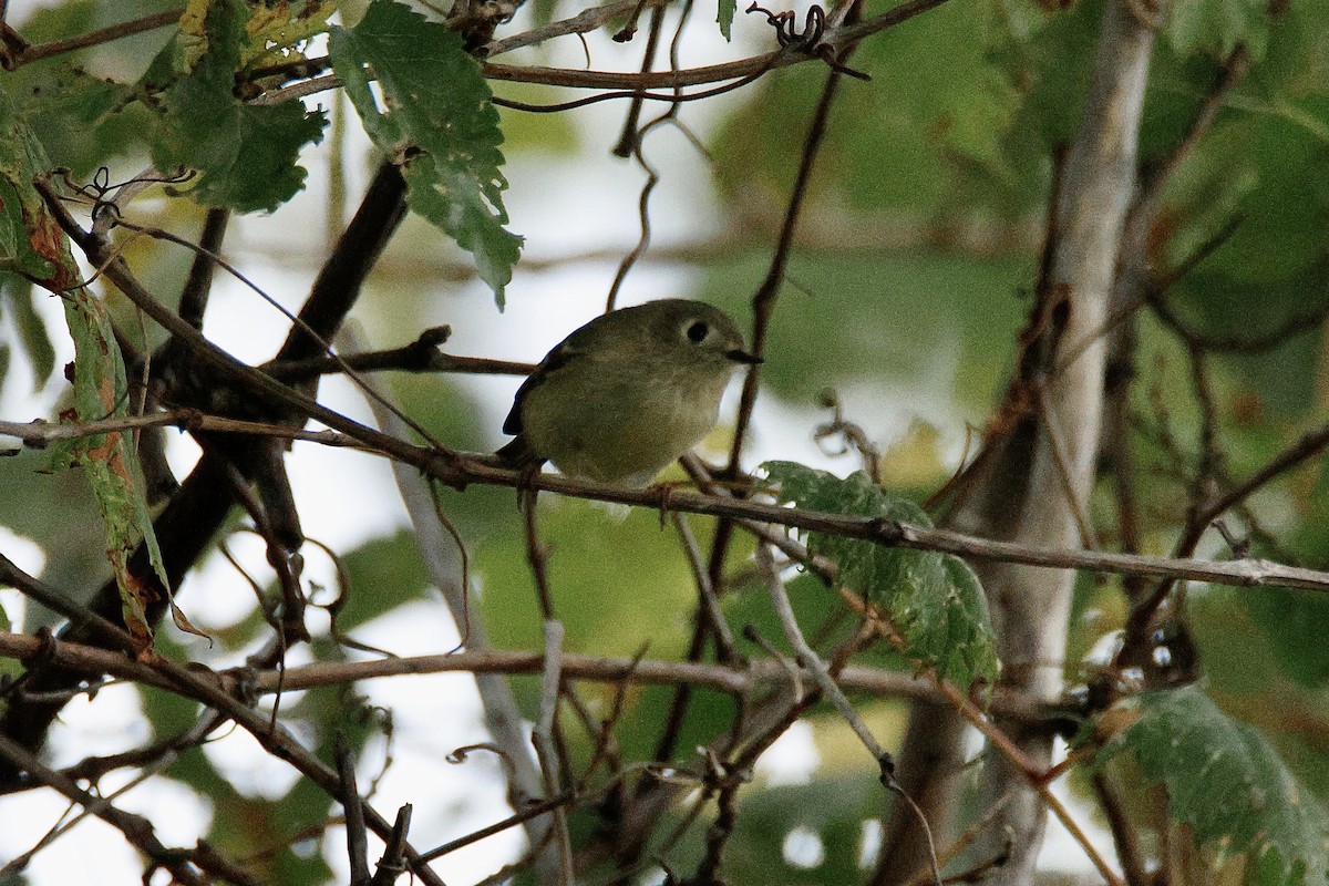 Ruby-crowned Kinglet - ML642303072