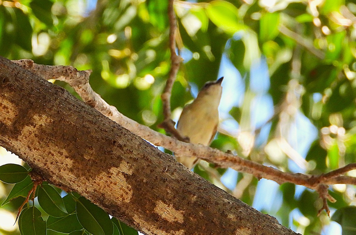 Large-billed Gerygone - ML642303095