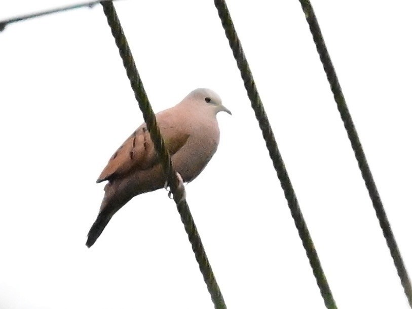 Ruddy Ground Dove - ML642303099