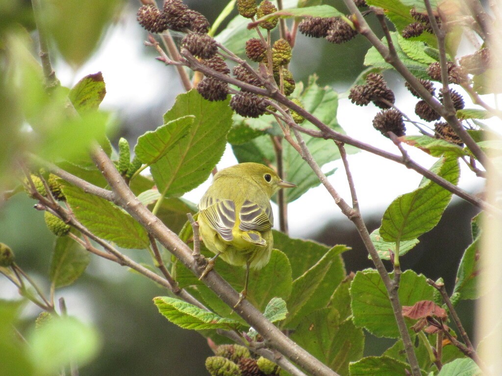 Northern Yellow Warbler - ML642303101