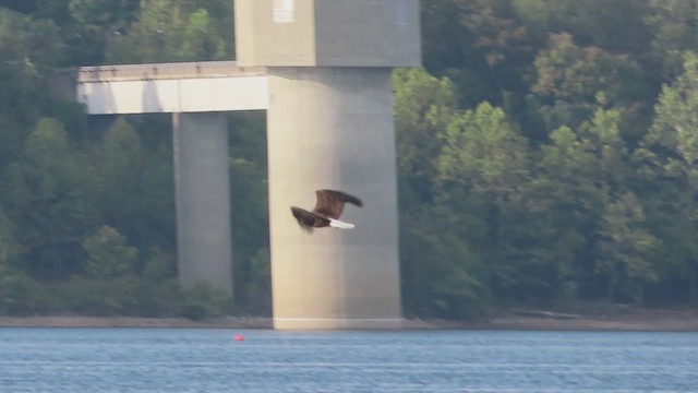 Bald Eagle - ML642303106