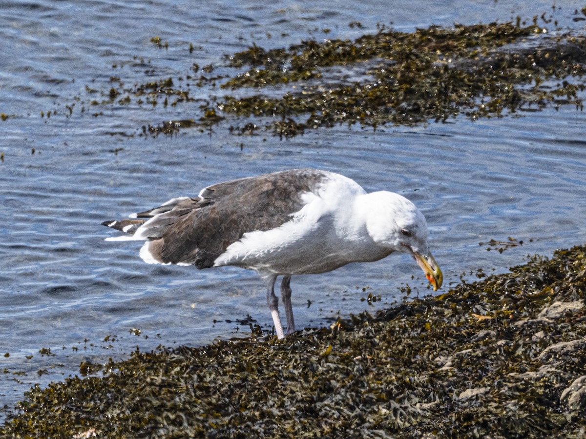 Great Black-backed Gull - ML642303114