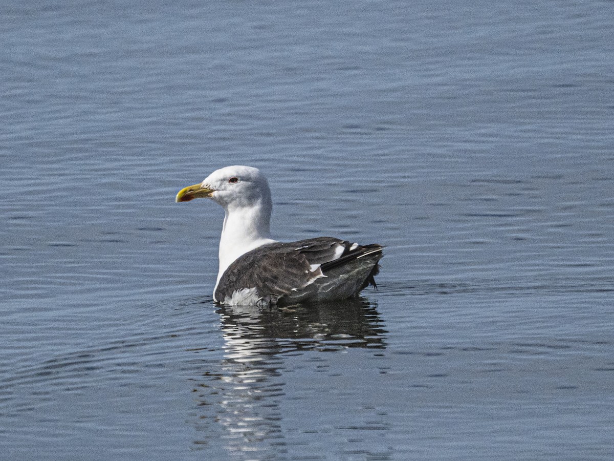 Great Black-backed Gull - ML642303115