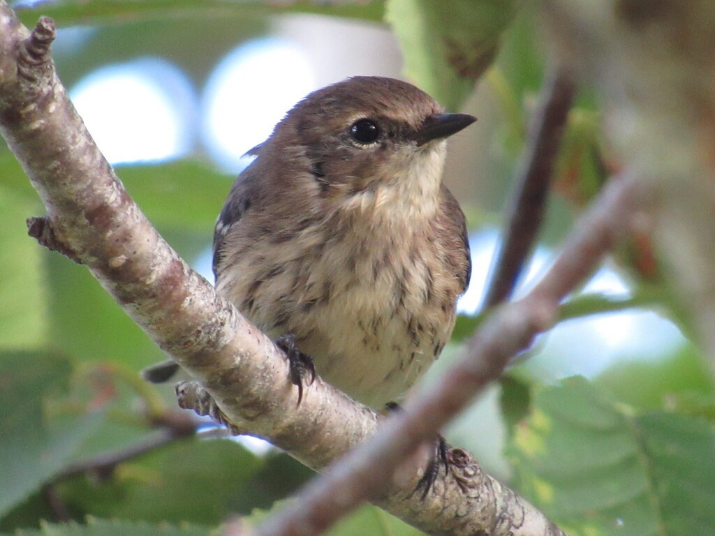 Yellow-rumped Warbler - ML642303121