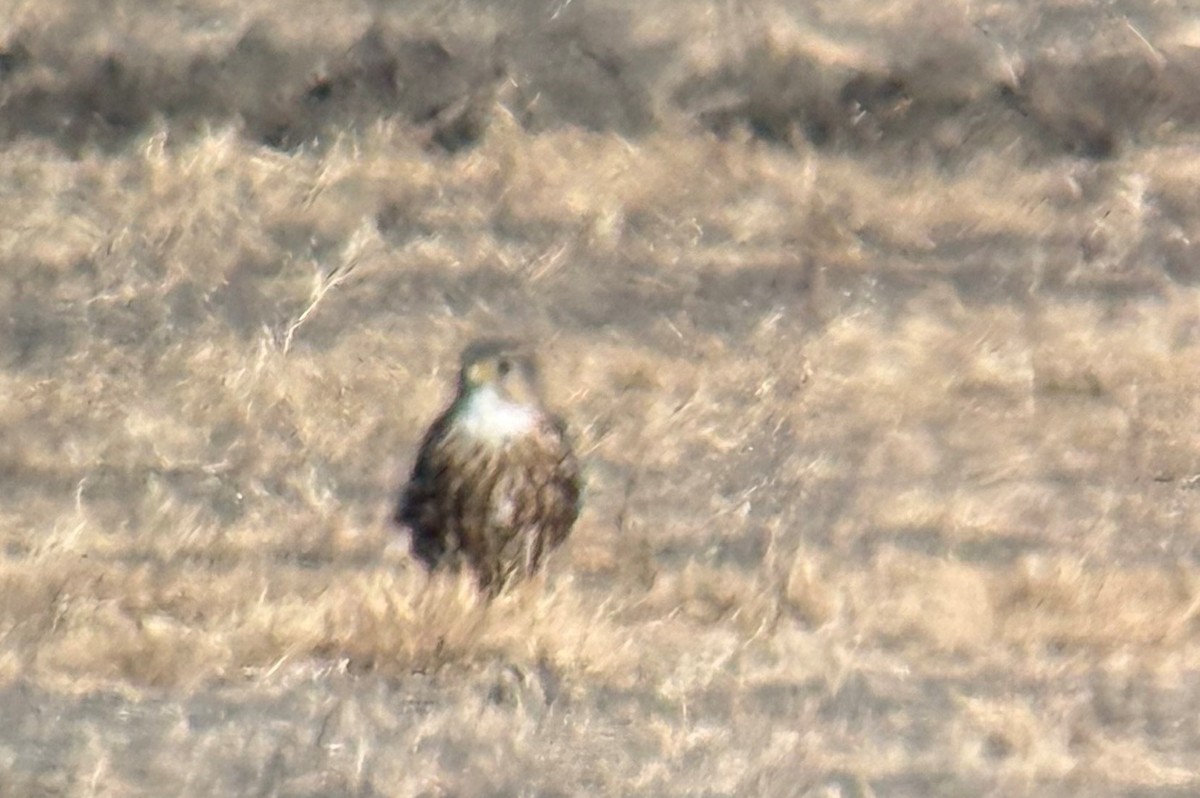 Merlin - ML642303122