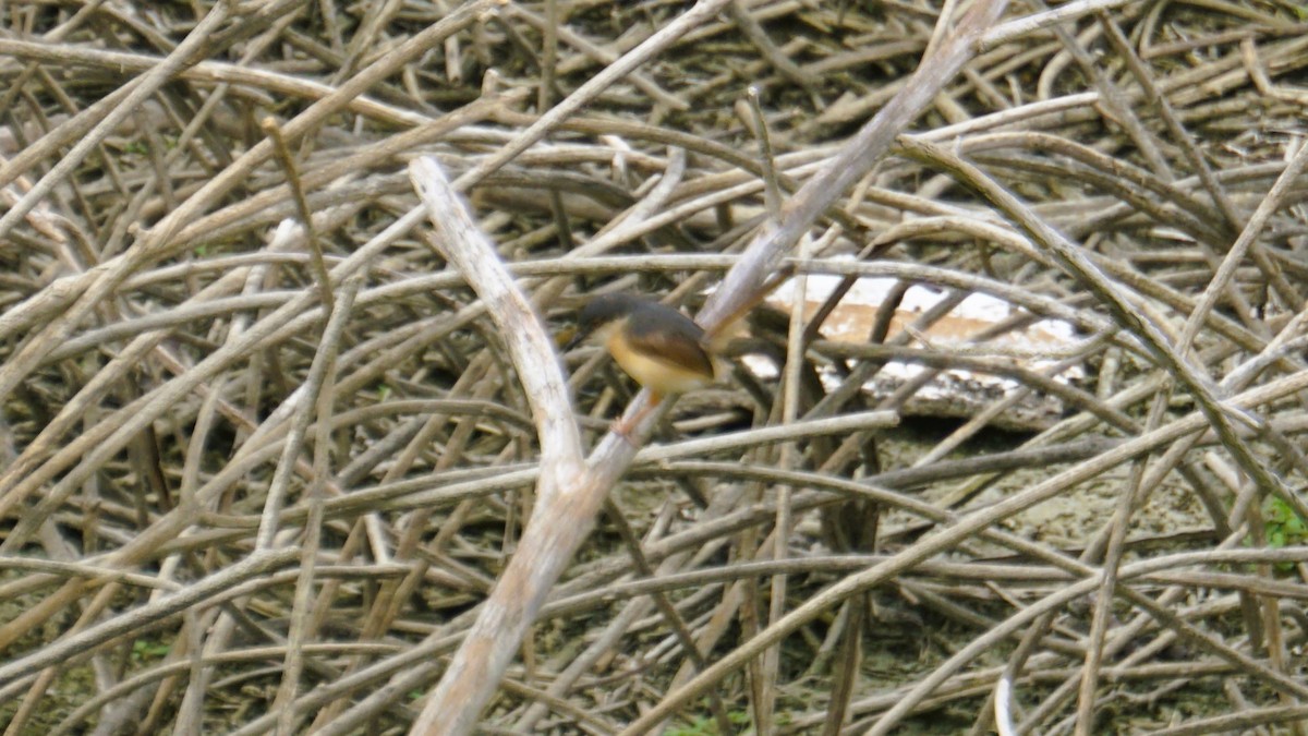 Ashy Prinia - ML642303132