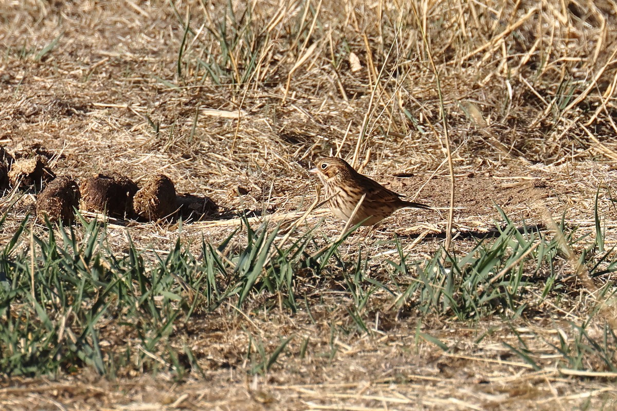 Vesper Sparrow - ML642303133