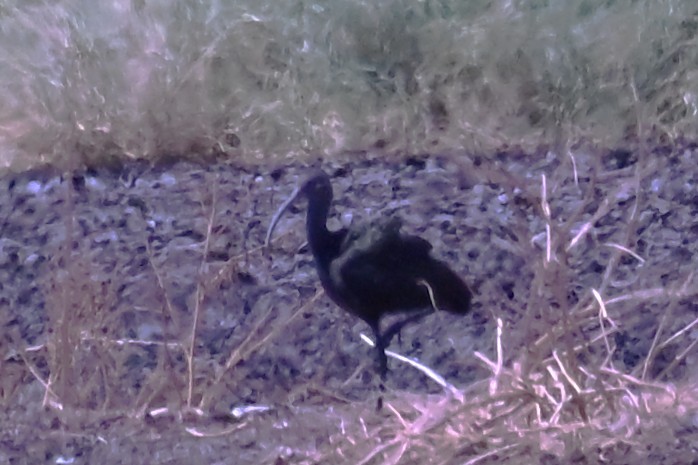 ibis americký - ML642303139