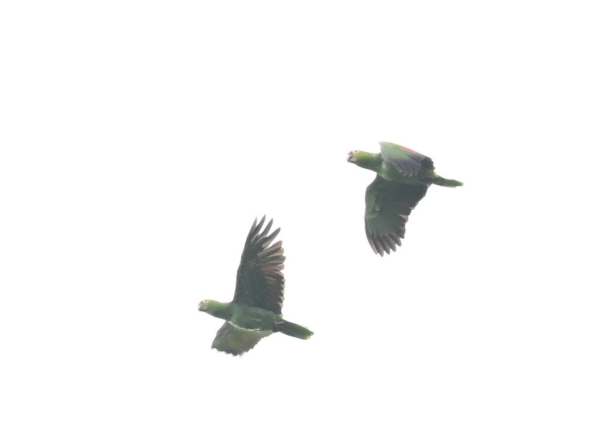 Amazona sp. - ML642303143
