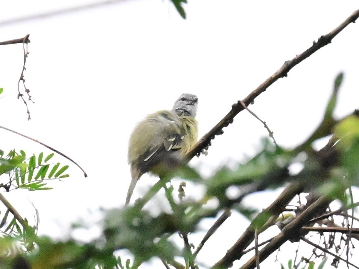 Southern Beardless-Tyrannulet - ML642303150