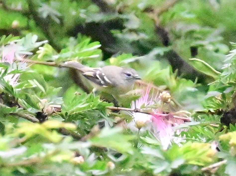 Southern Beardless-Tyrannulet - ML642303151