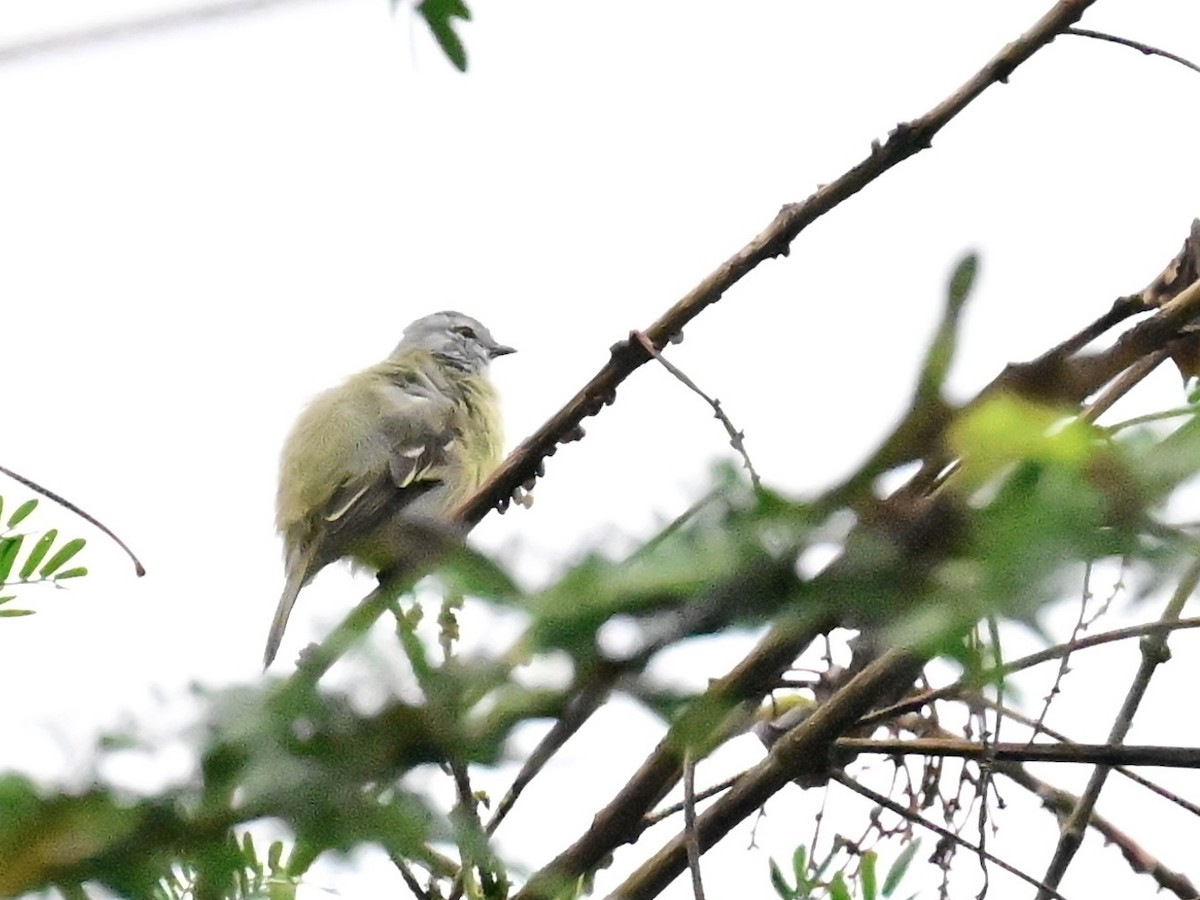Southern Beardless-Tyrannulet - ML642303152