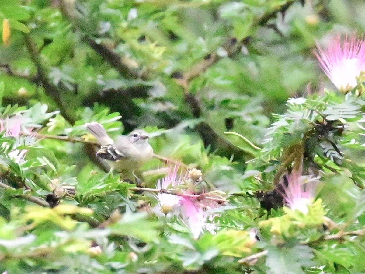 Southern Beardless-Tyrannulet - ML642303153