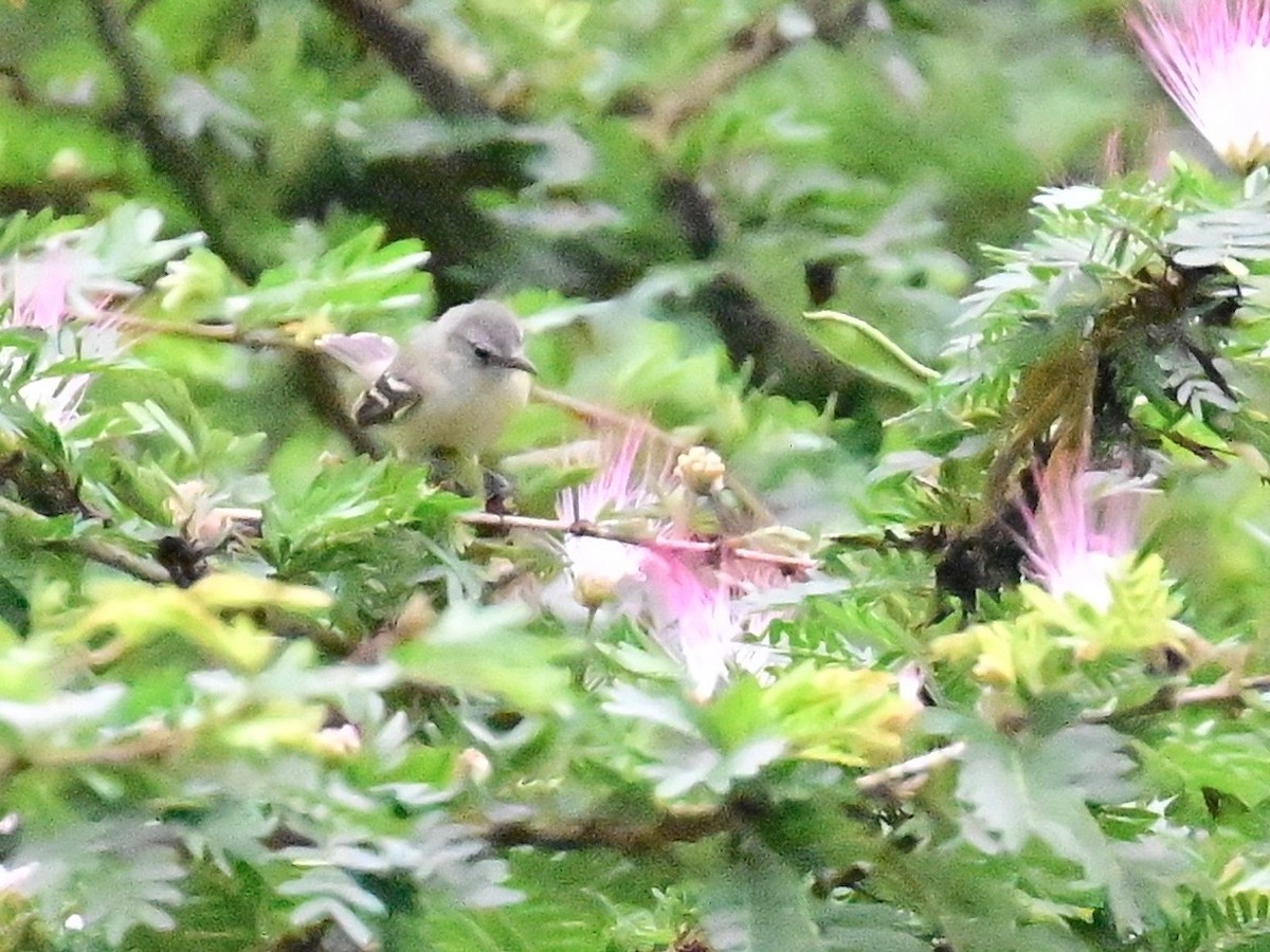 Southern Beardless-Tyrannulet - ML642303154