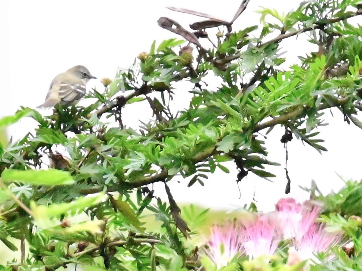 Southern Beardless-Tyrannulet - ML642303155