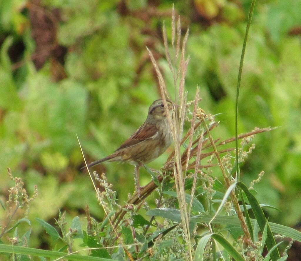 Swamp Sparrow - ML642303162