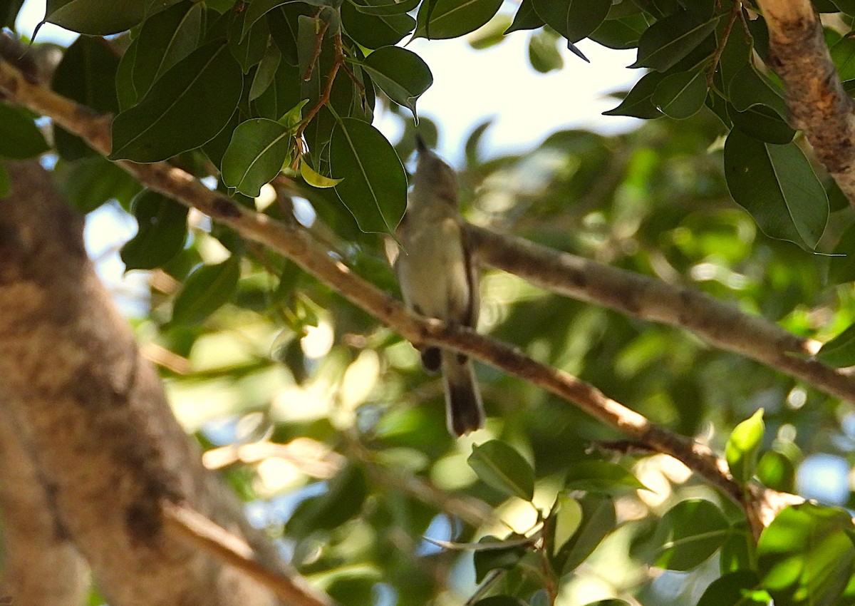 Large-billed Gerygone - ML642303209