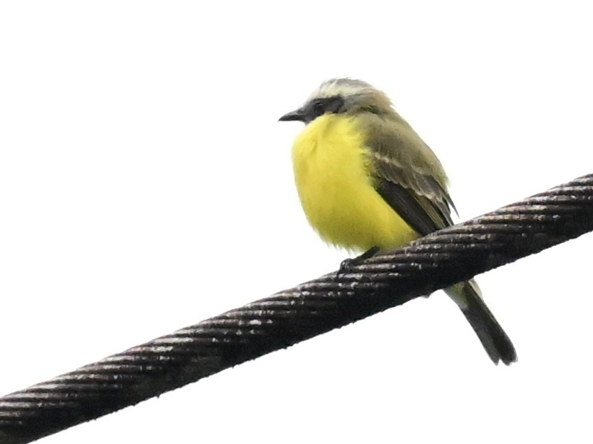Social Flycatcher - ML642303213