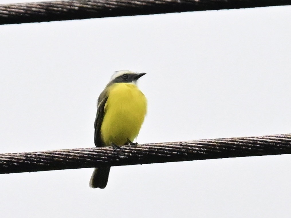 Social Flycatcher - ML642303214