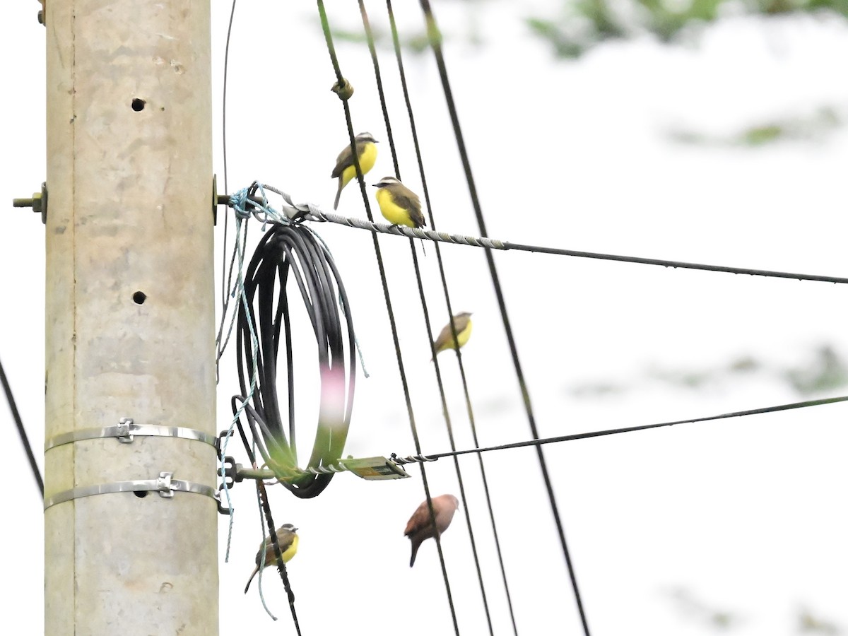 Social Flycatcher - ML642303215