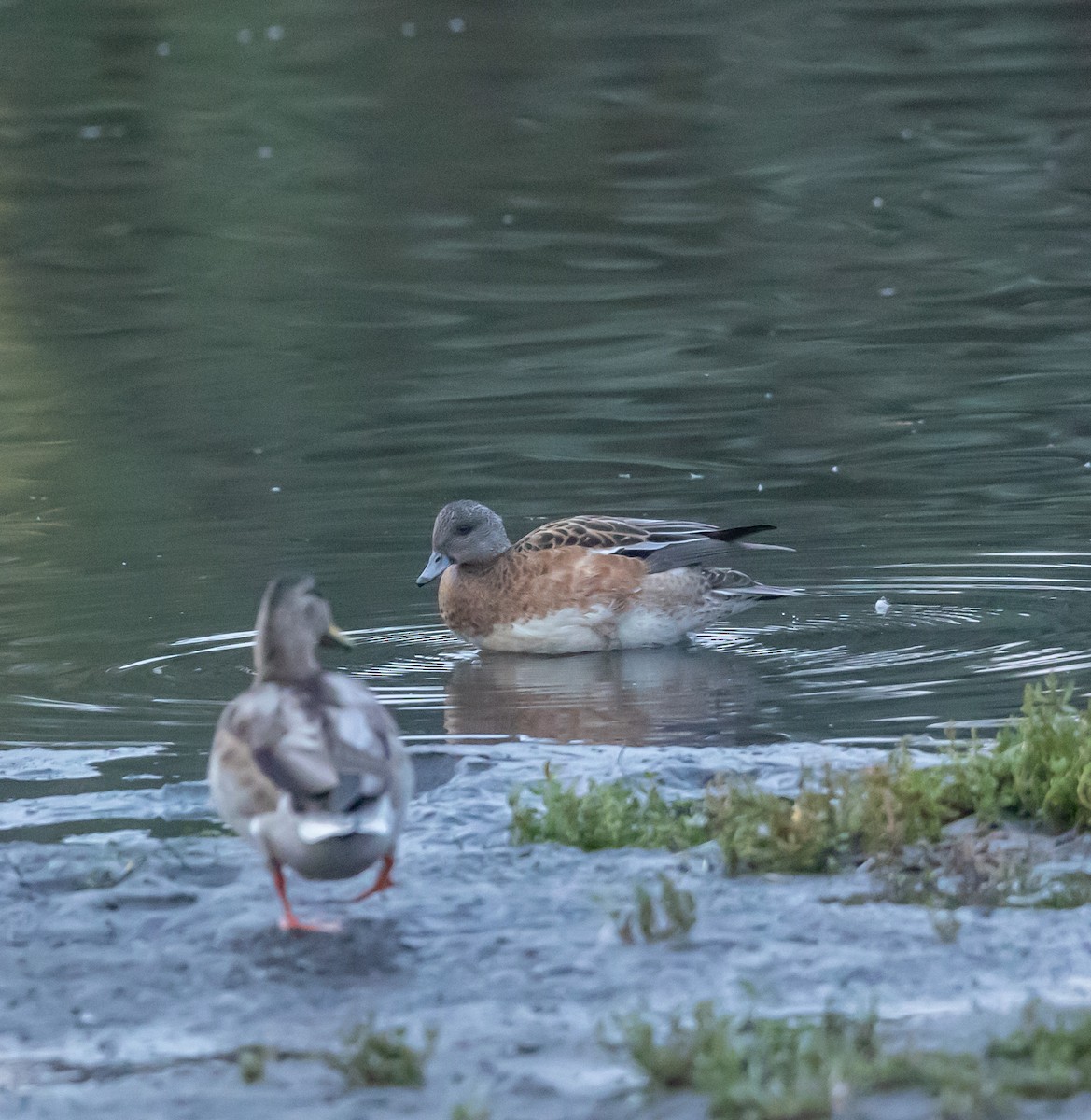 American Wigeon - ML642303228