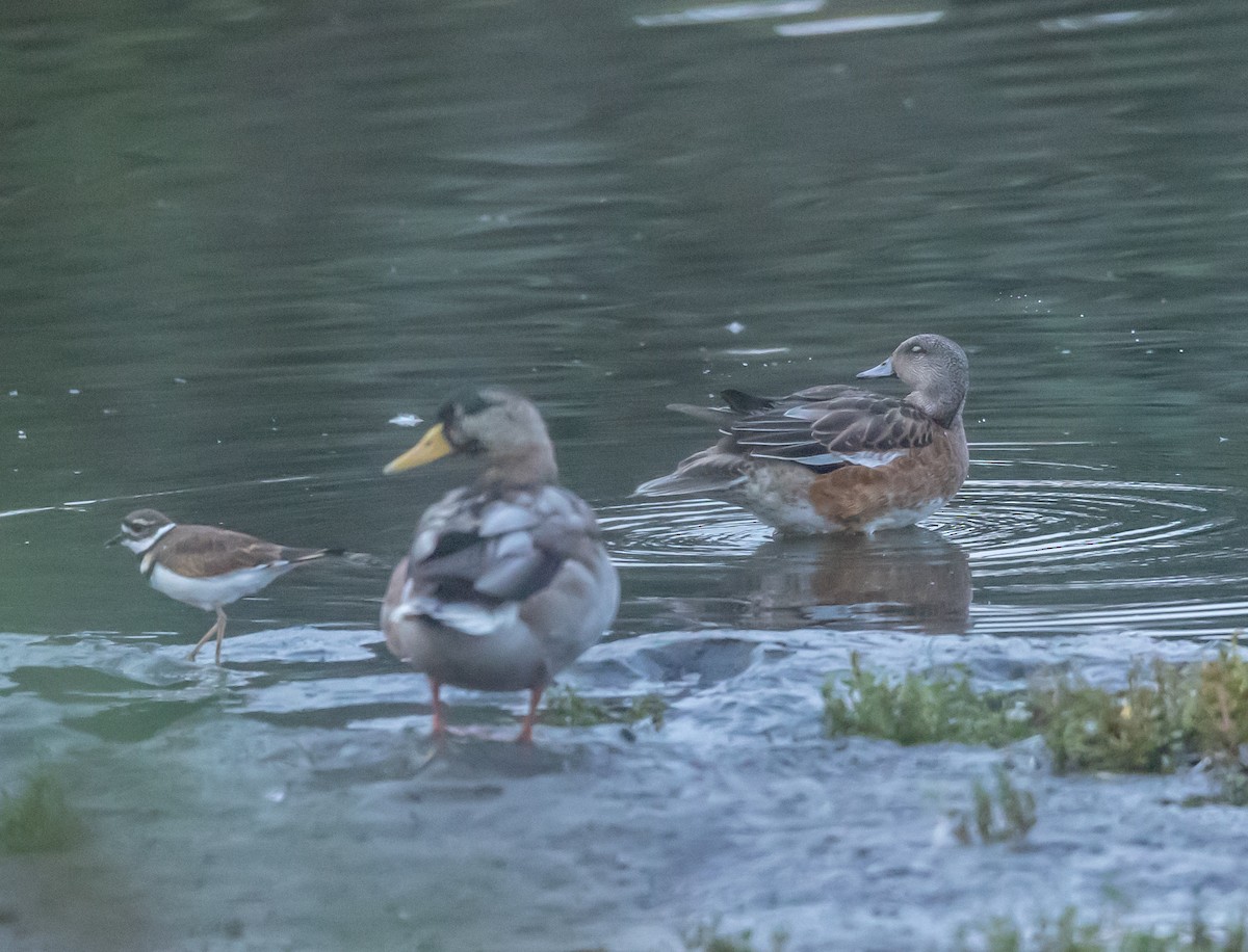 American Wigeon - ML642303229