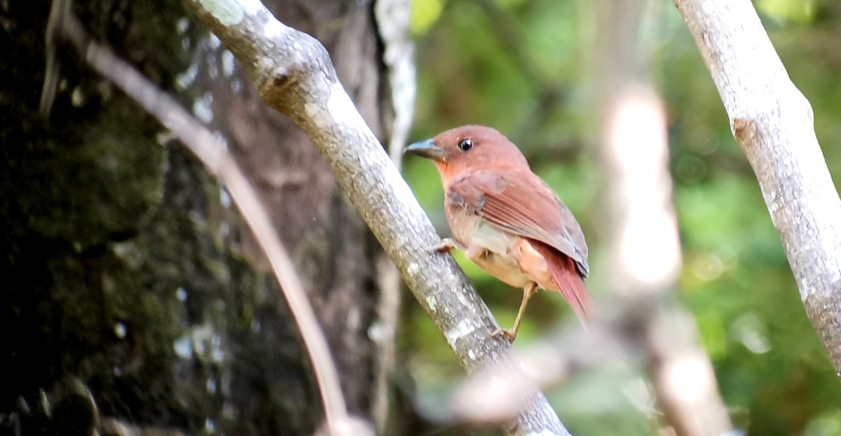 Red-crowned Ant-Tanager - ML642303239