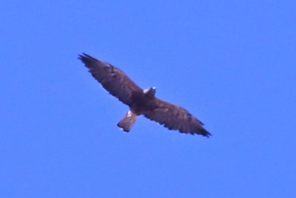 prærievåk - ML642303281