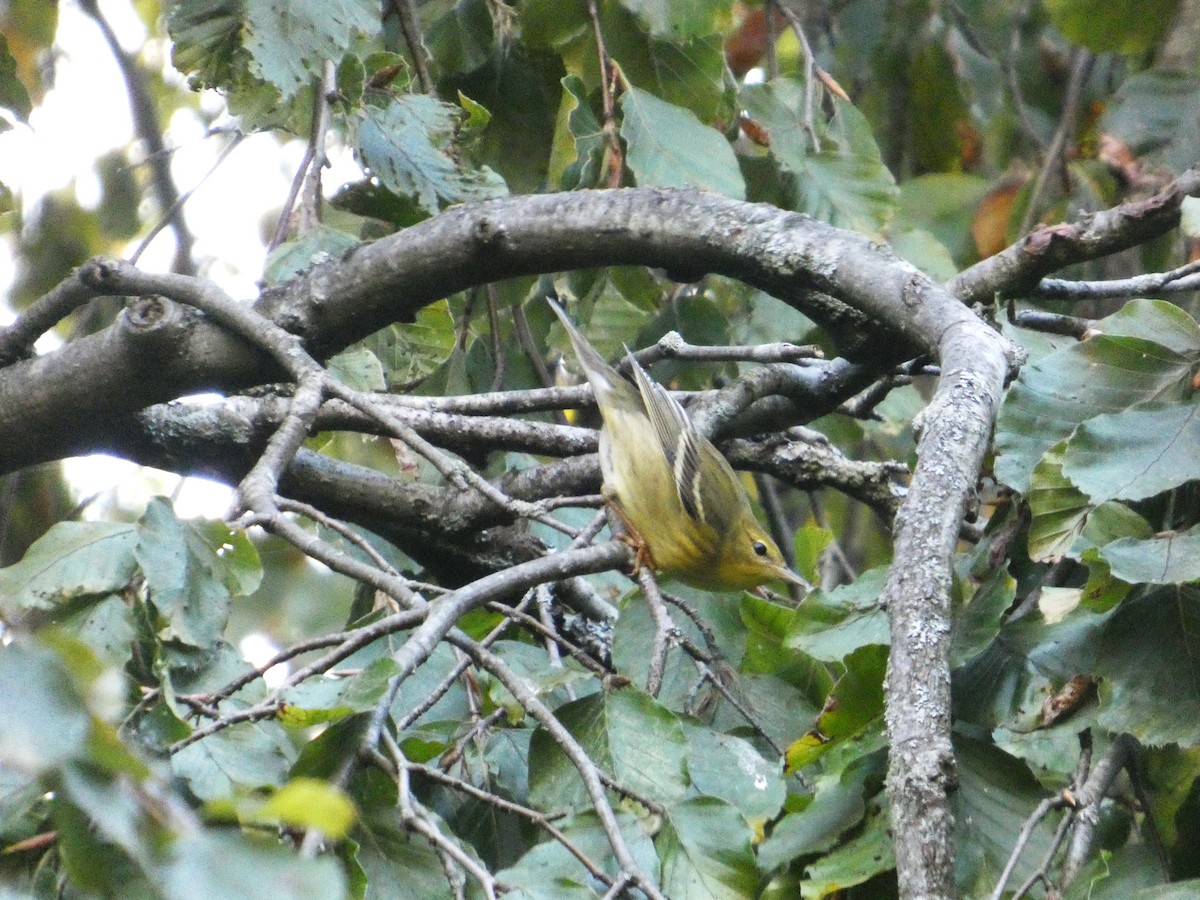 svarthetteparula - ML642303319