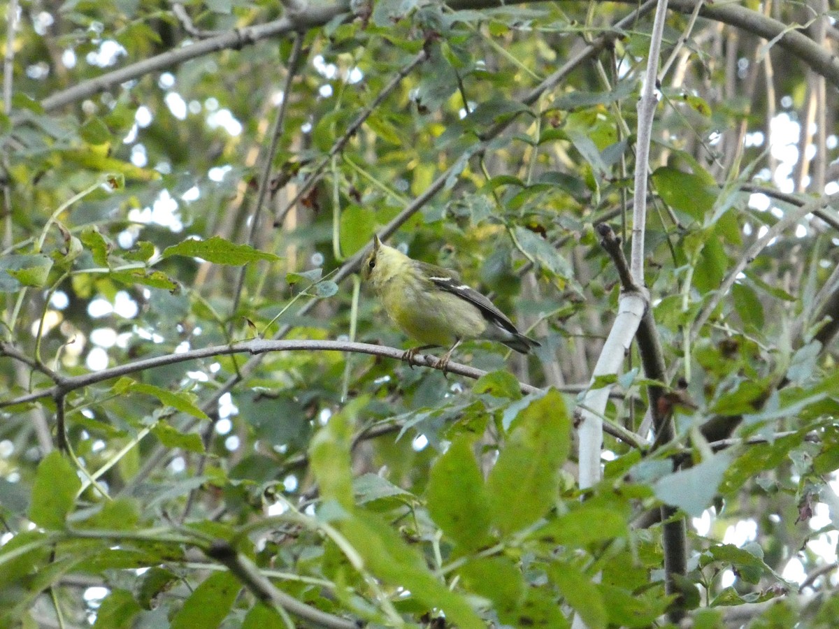 svarthetteparula - ML642303320